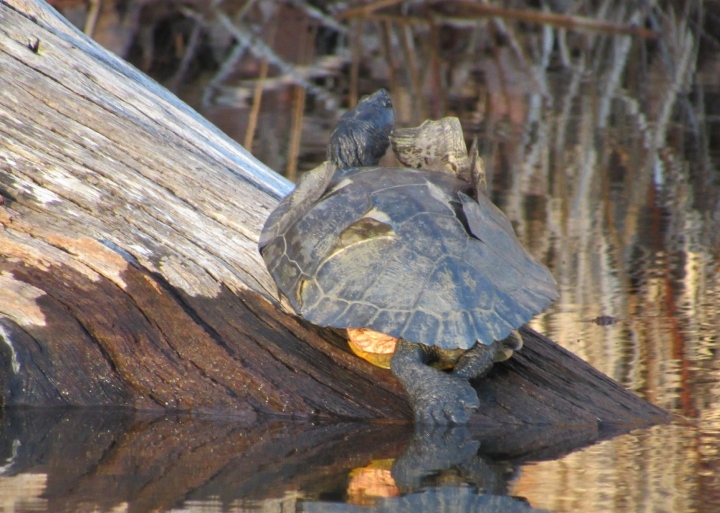 Red-ear Slider